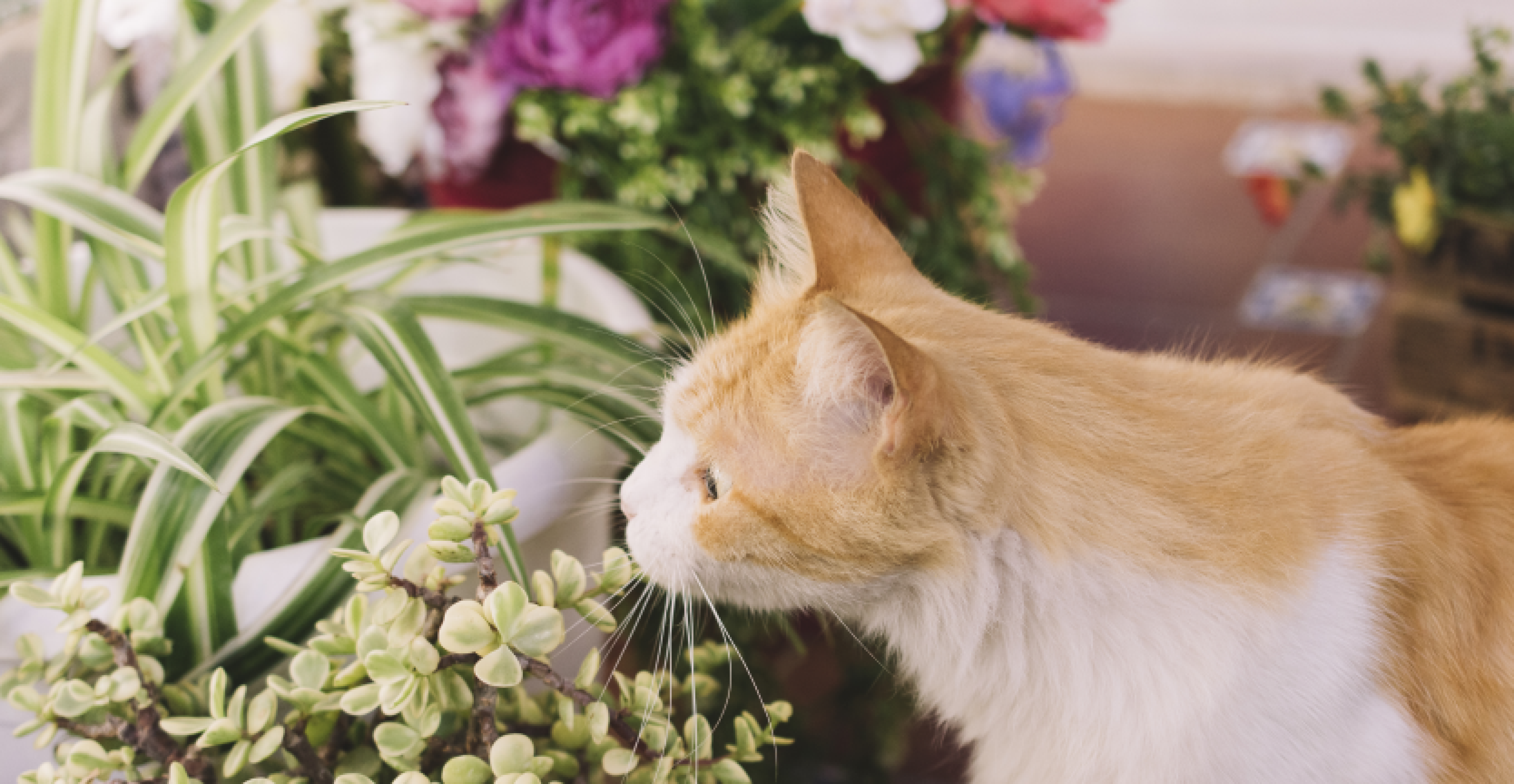 Ask Dr. Jenn: What kind of Valentine's Day flowers are safe for cats?